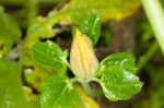 Field pumpkin